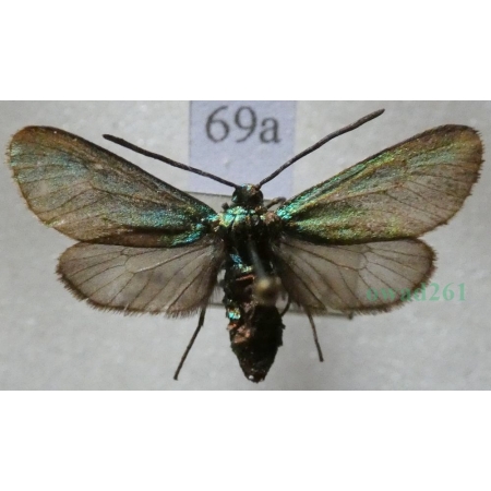 Adscita statices (Linnaeus, 1758) Lśniak szmaragdek Czech69a